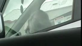 兩個俄羅斯女性在偽裝的傢伙面前愛撫貓